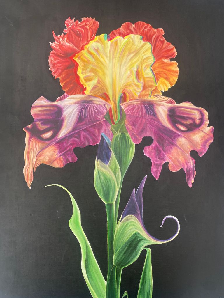 Butterfly Iris flower